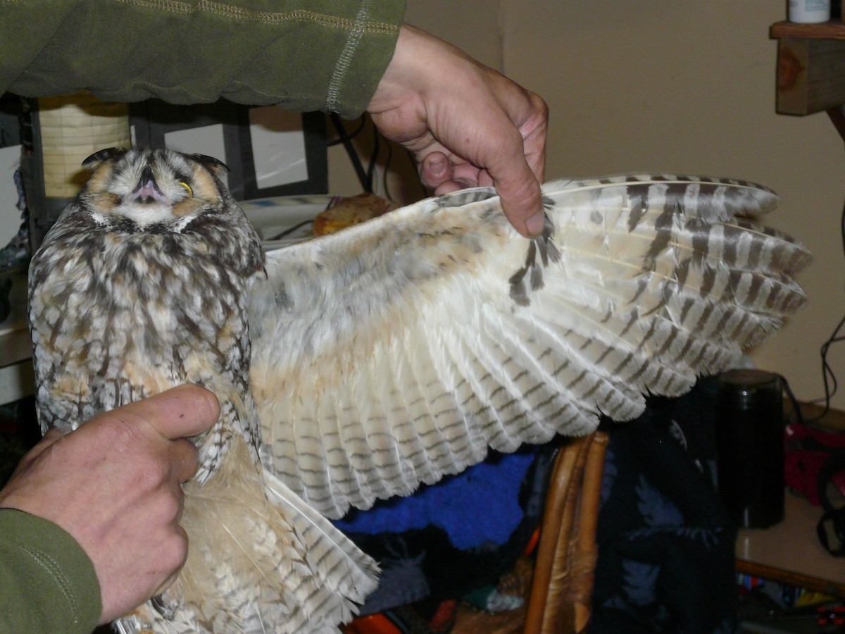 Long-eared Owl - ML620979430