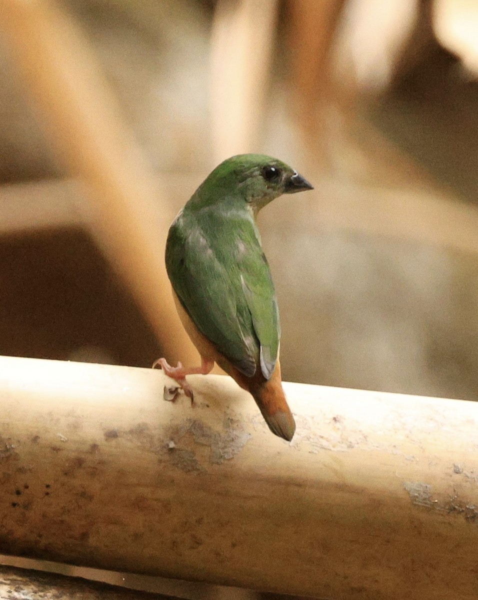 Green-faced Parrotfinch - ML620979442