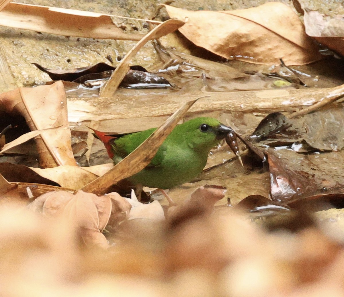 Green-faced Parrotfinch - ML620979443