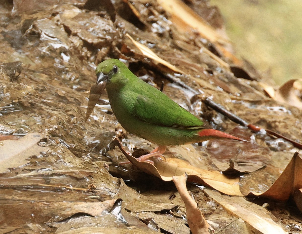 Green-faced Parrotfinch - ML620979444