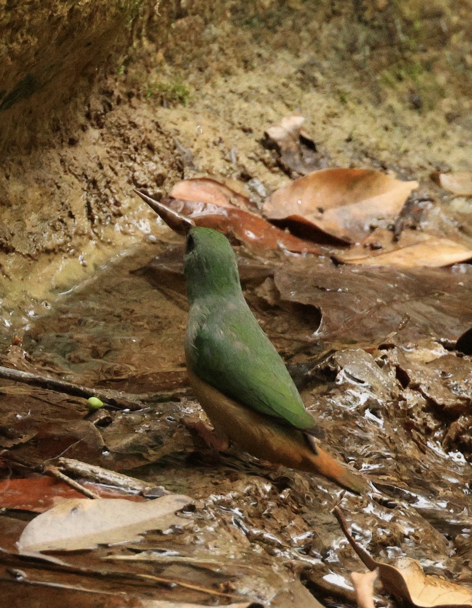 Green-faced Parrotfinch - ML620979445