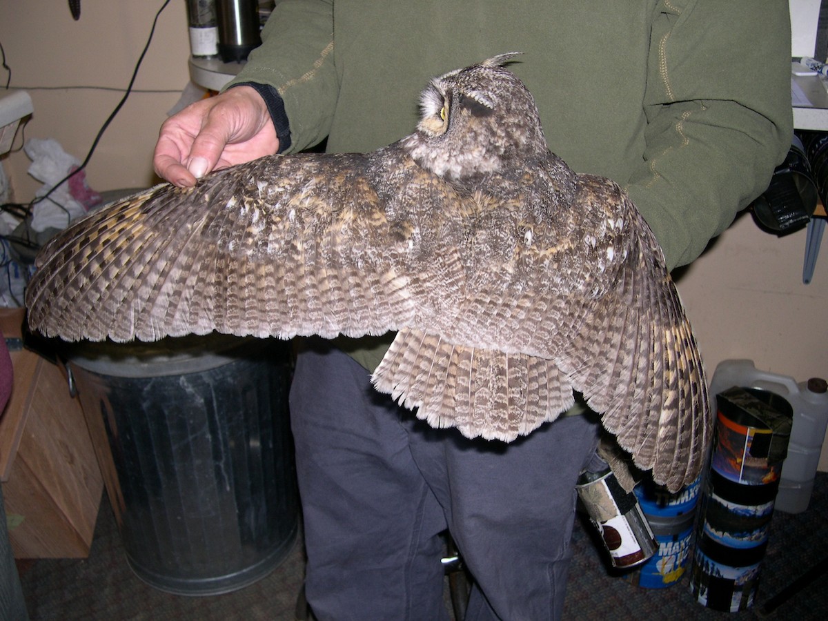 Long-eared Owl - ML620979450