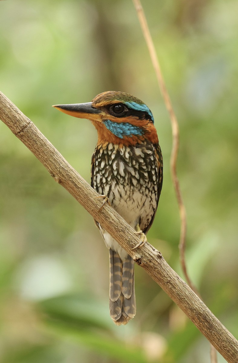 Spotted Kingfisher - ML620979470