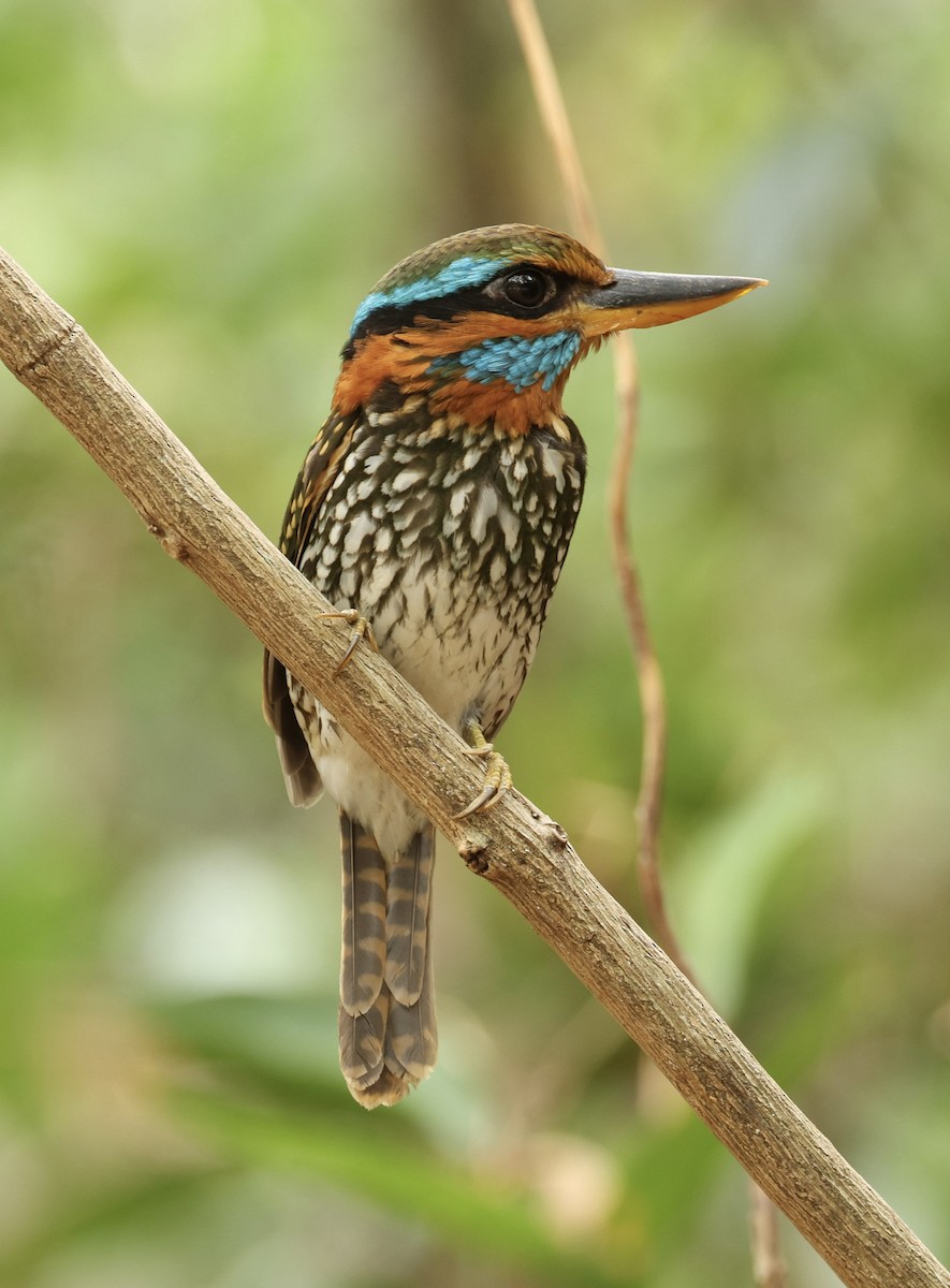 Spotted Kingfisher - ML620979471