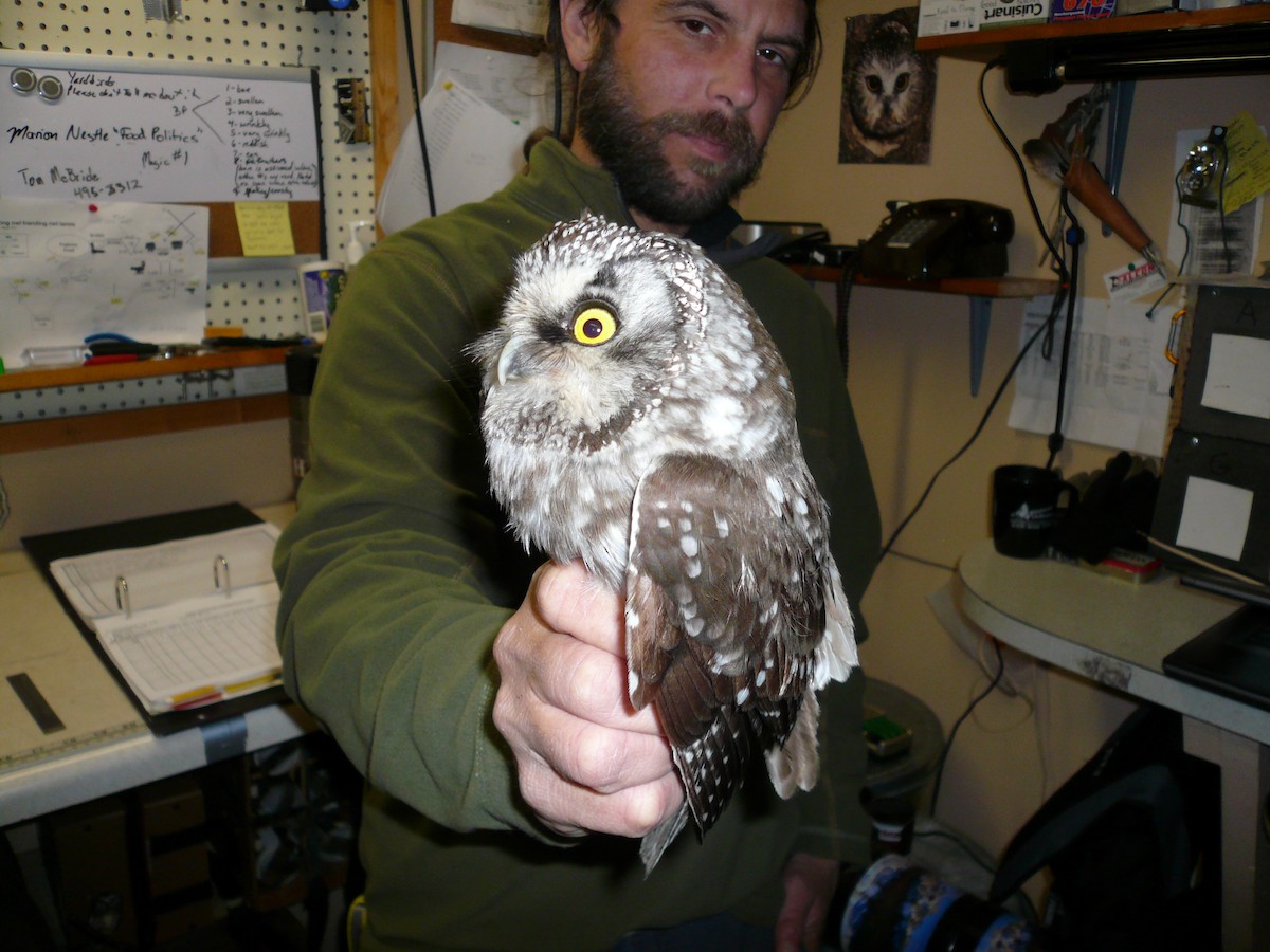 Boreal Owl (Richardson's) - ML620979476