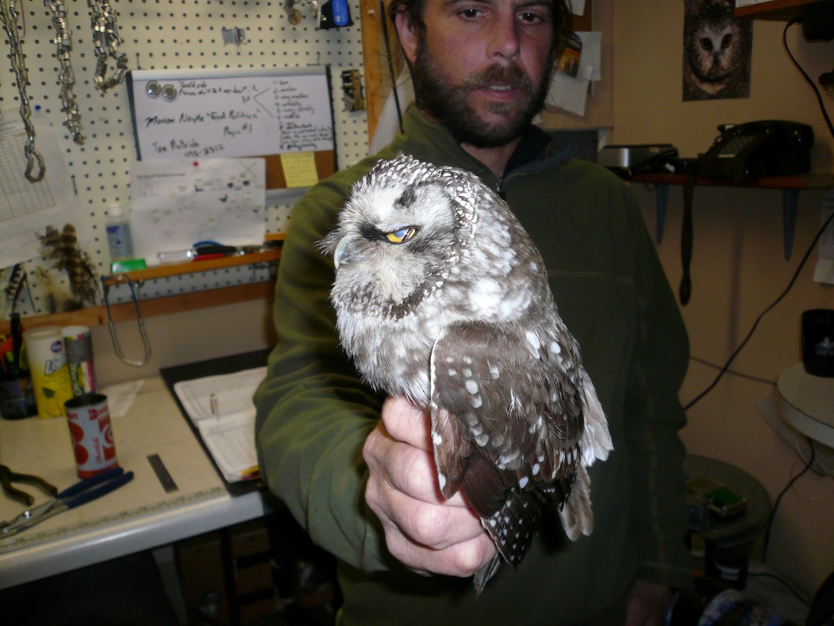Boreal Owl (Richardson's) - ML620979489