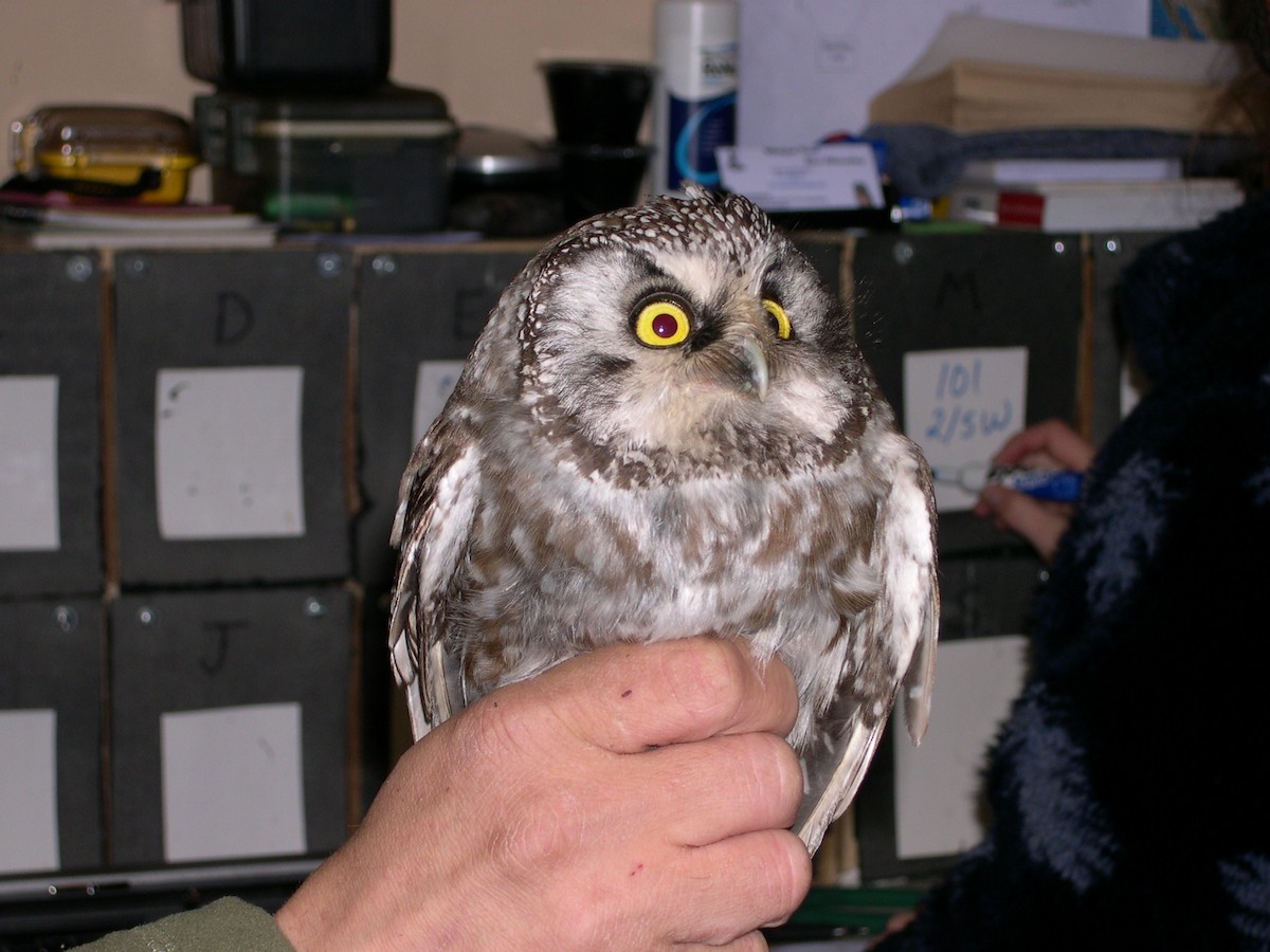 Boreal Owl (Richardson's) - ML620979490