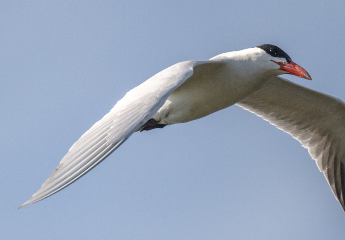 Caspian Tern - ML620979494