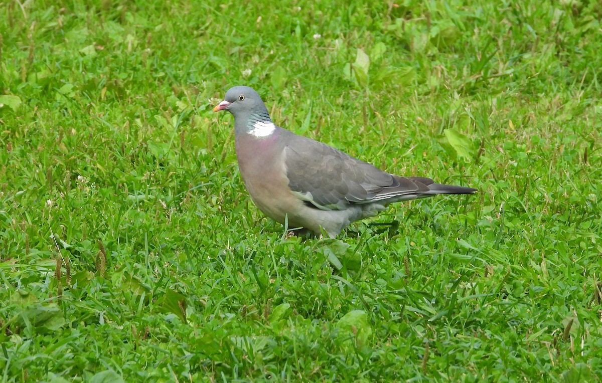 Common Wood-Pigeon - ML620979501
