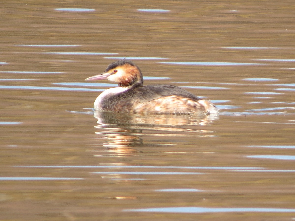 Great Crested Grebe - ML620979507