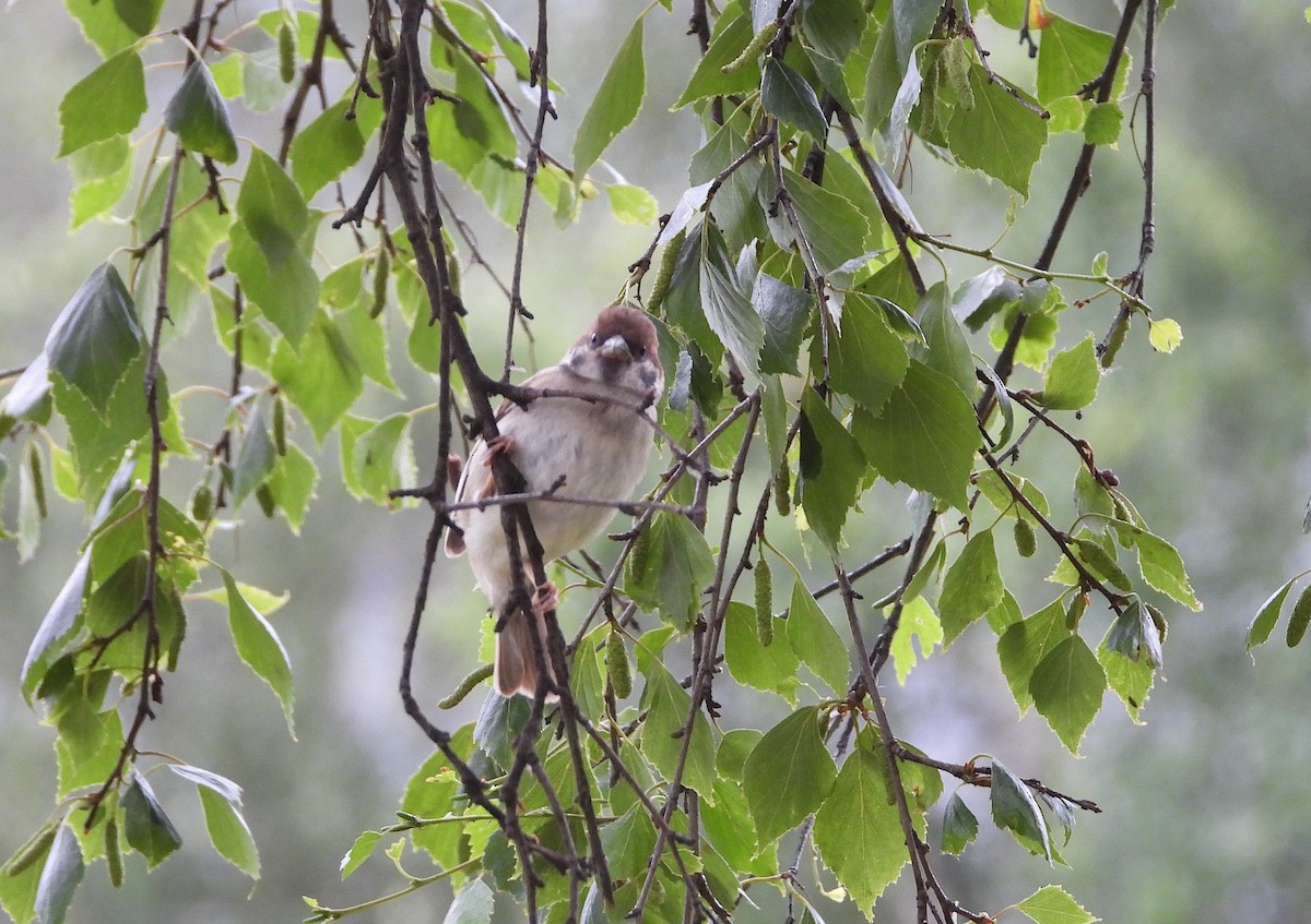 Eurasian Tree Sparrow - ML620979522