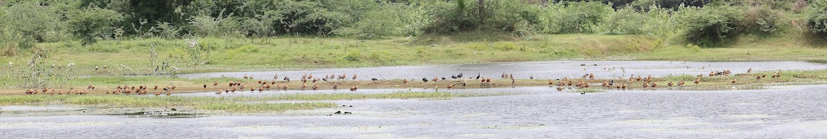 Fulvous Whistling-Duck - ML620979535