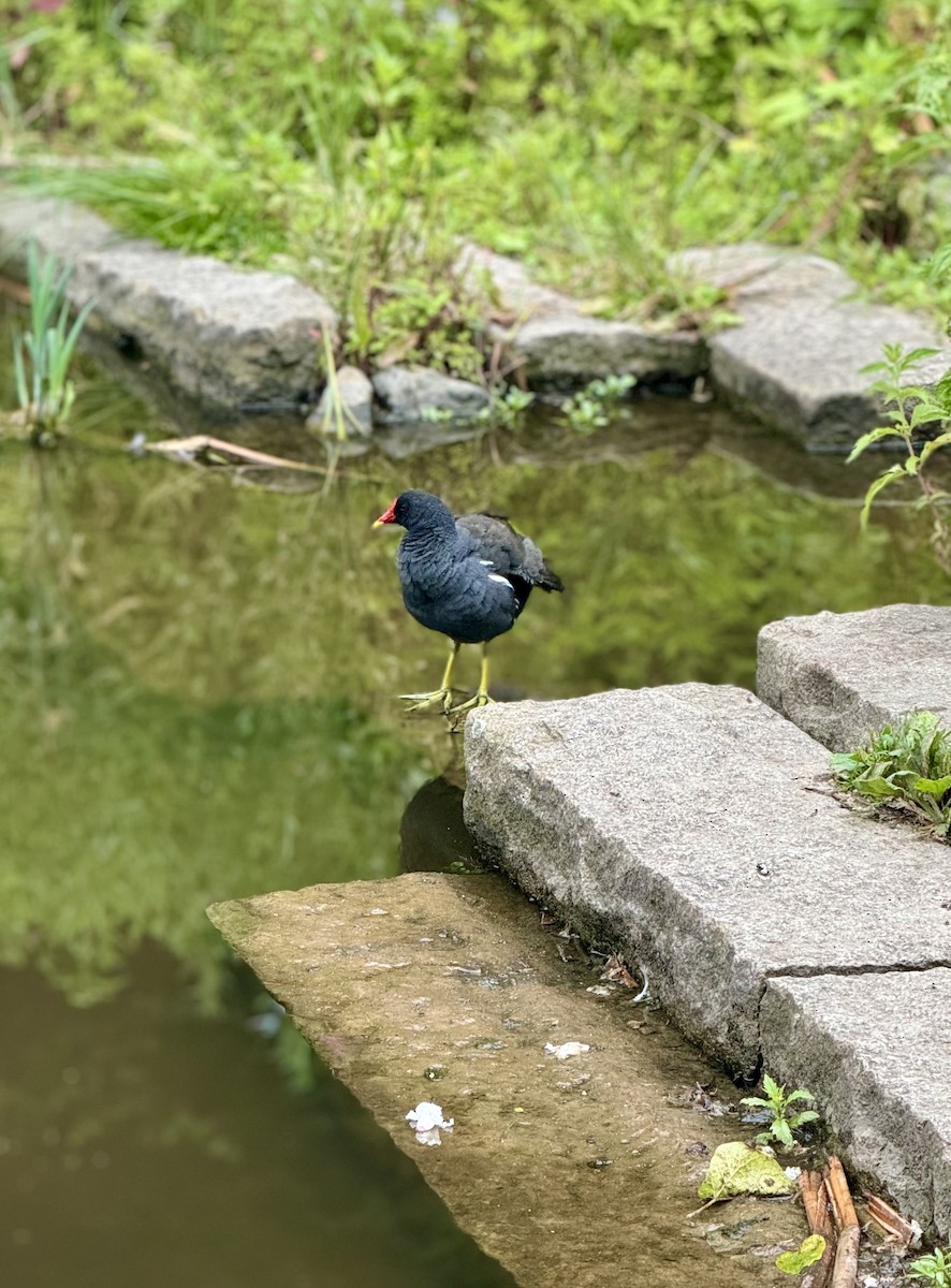 Eurasian Moorhen - ML620979537
