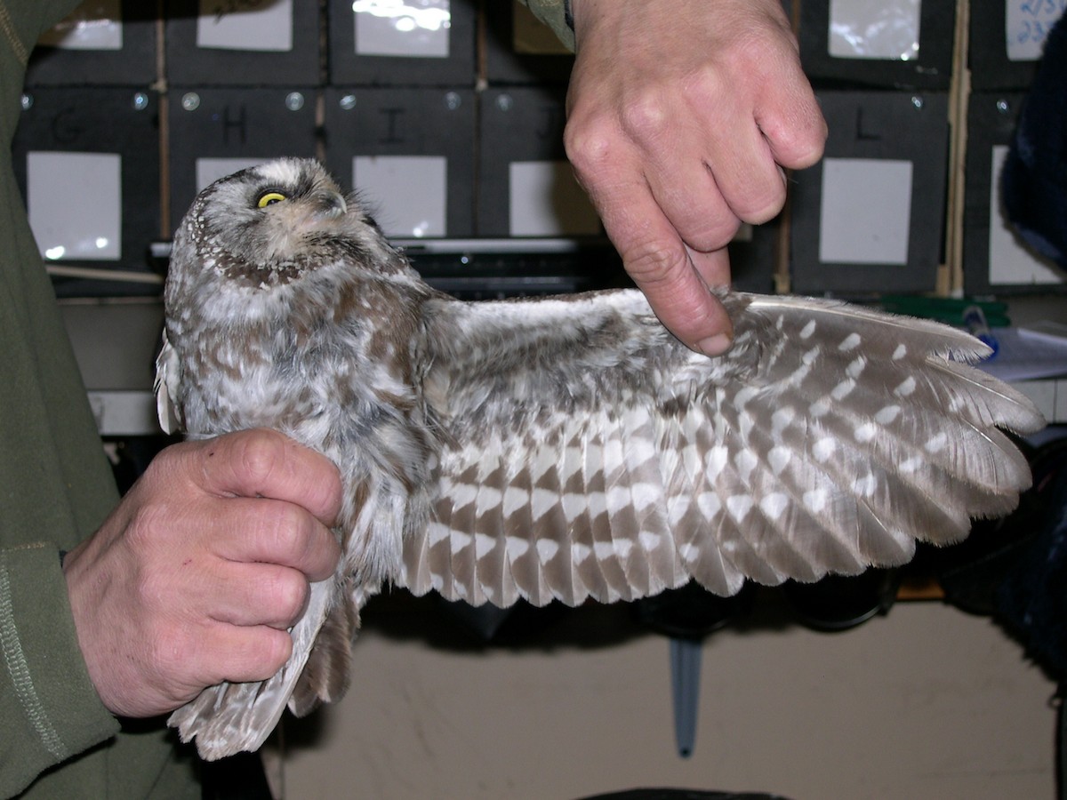 Boreal Owl (Richardson's) - ML620979538
