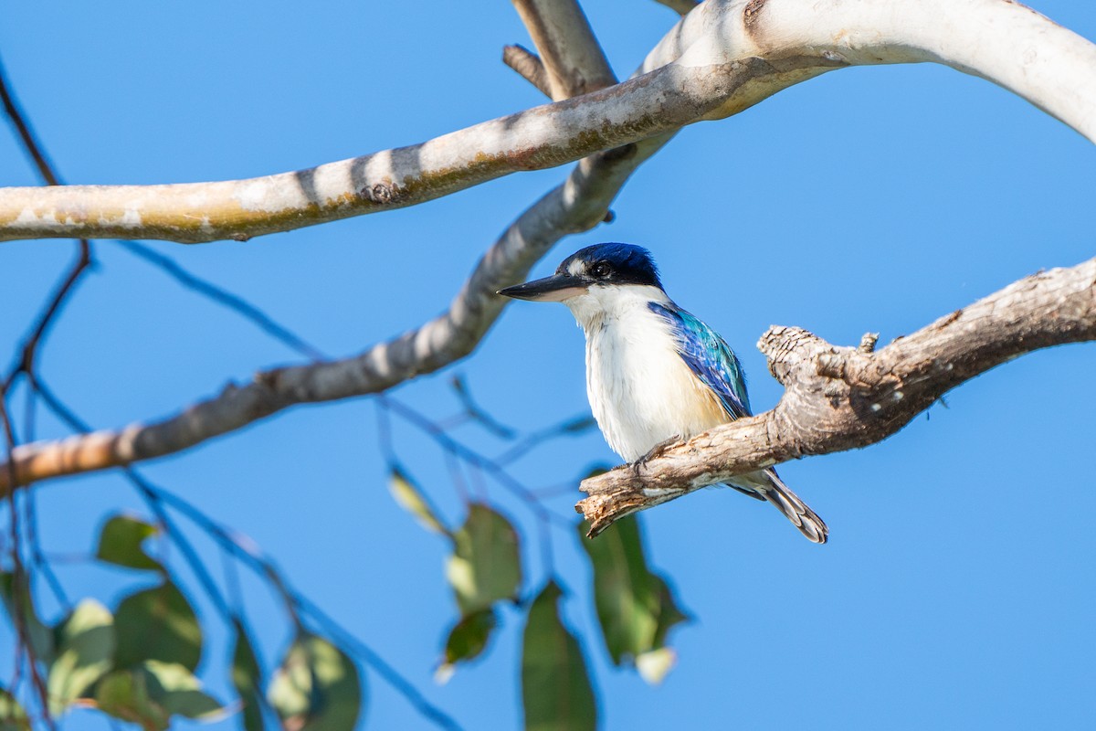 Forest Kingfisher - ML620979548