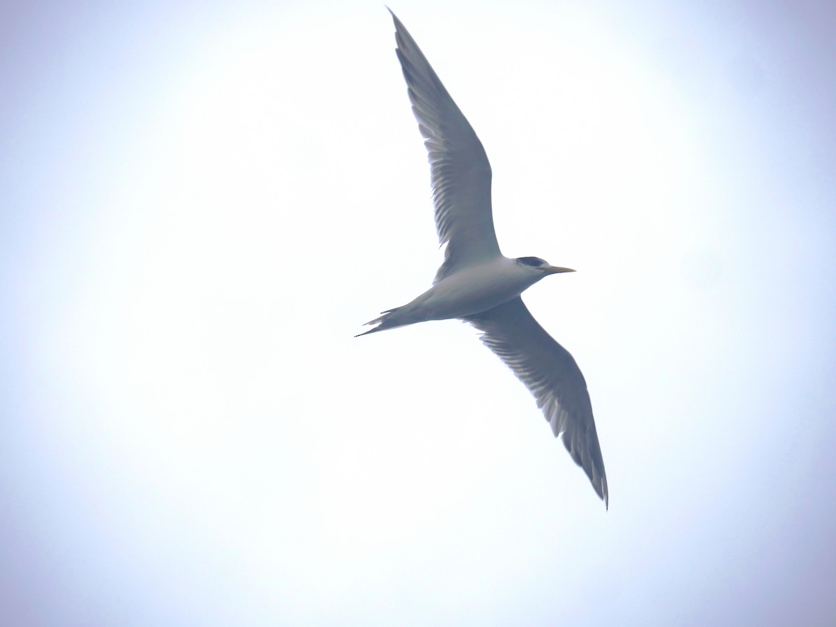 Great Crested Tern - ML620979564