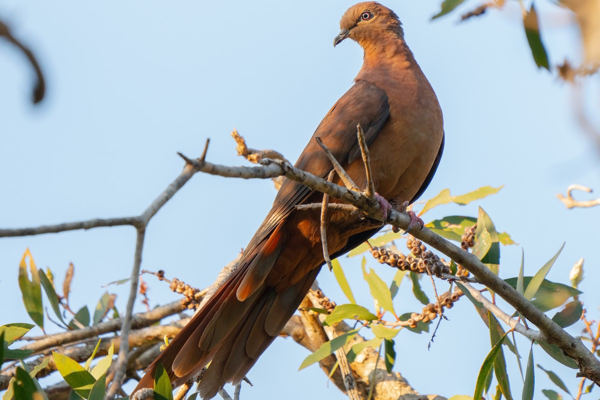 Brown Cuckoo-Dove - ML620979607
