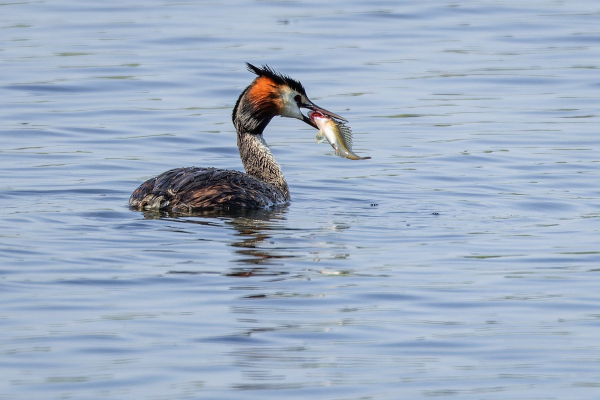 Great Crested Grebe - ML620979614