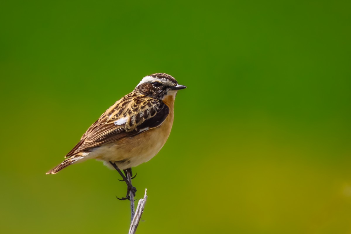 Whinchat - ML620979616