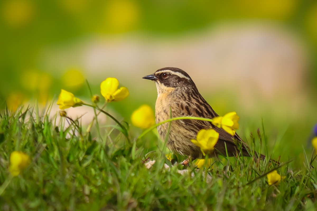 Radde's Accentor - ML620979632