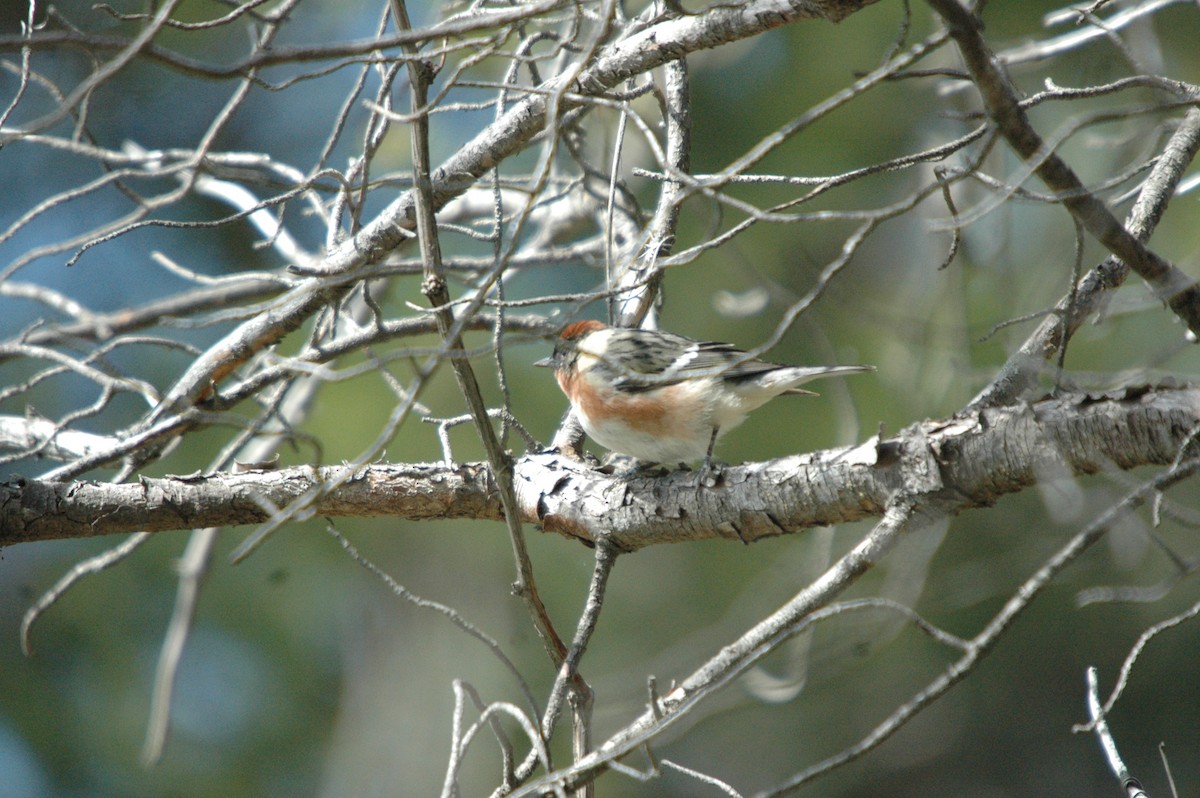 Bay-breasted Warbler - ML620979638