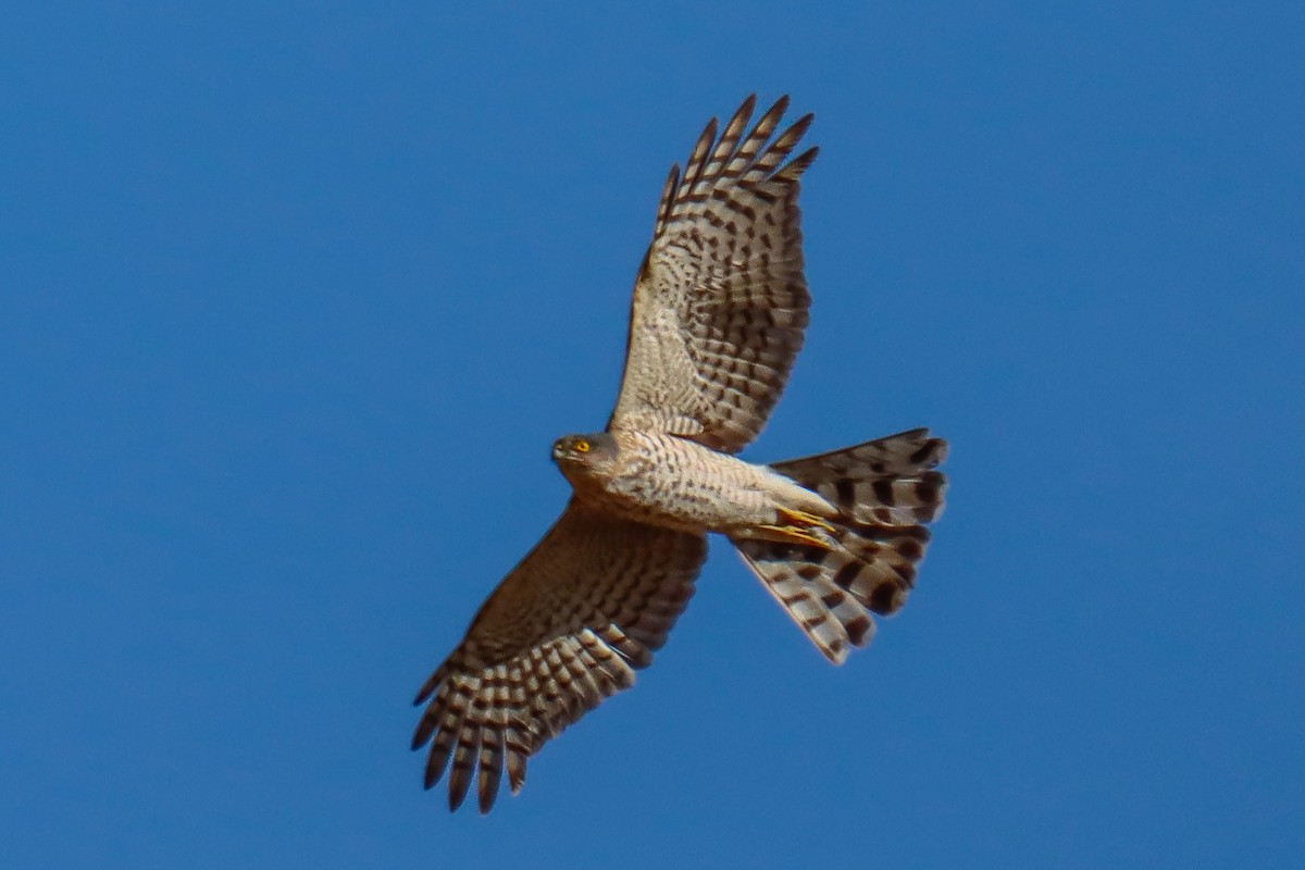 Eurasian Sparrowhawk - ML620979645