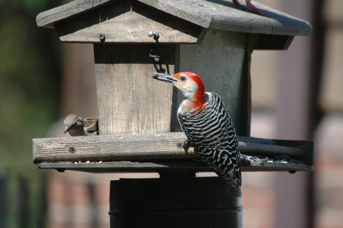 Red-bellied Woodpecker - ML620979648