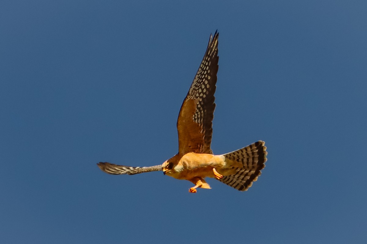 Red-footed Falcon - ML620979649