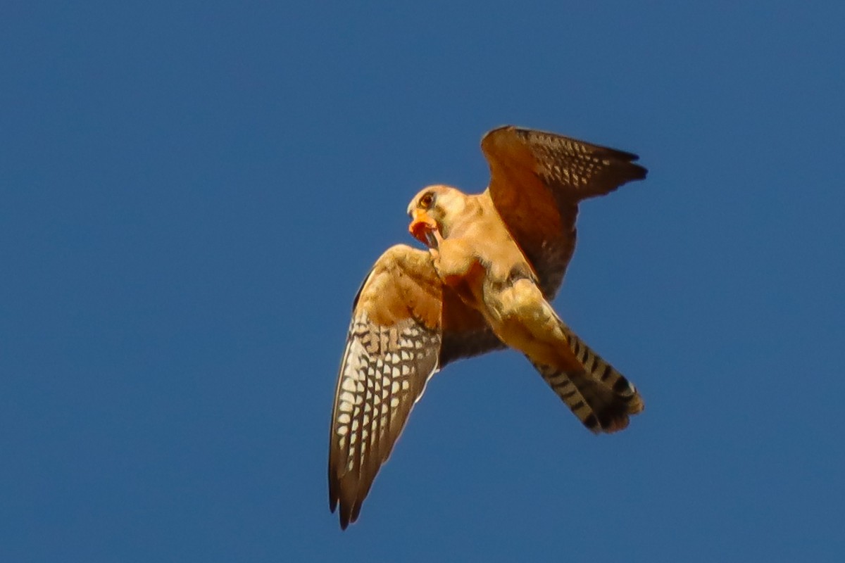 Red-footed Falcon - ML620979651