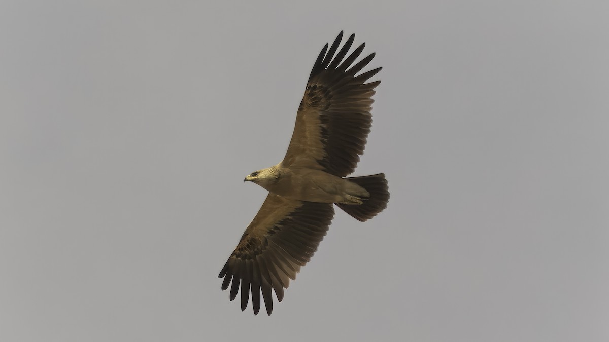 Greater Spotted Eagle - ML620979685