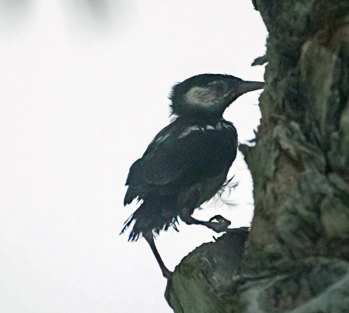 Indian Pied Starling - ML620979713