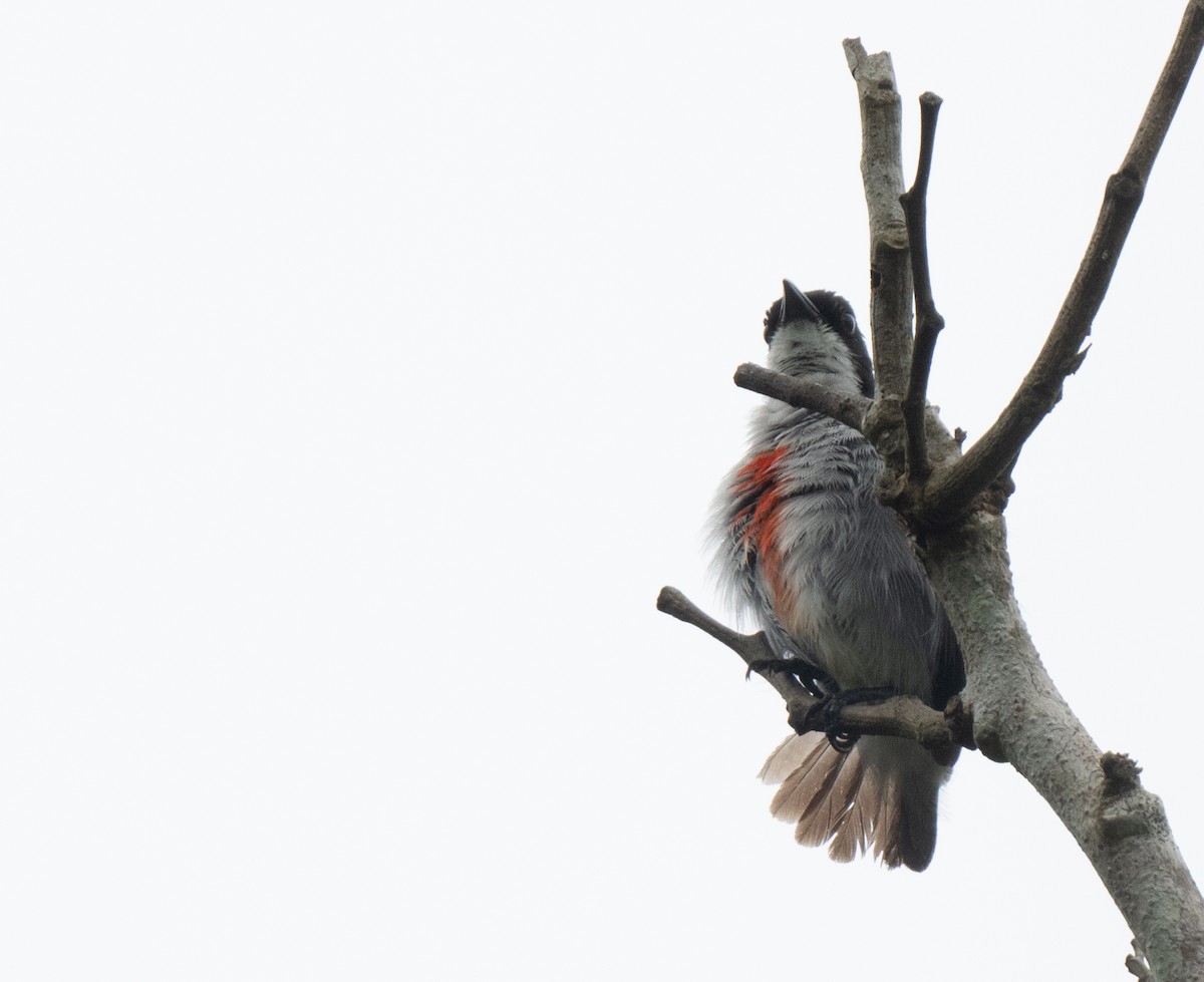 Red-keeled Flowerpecker - ML620979718