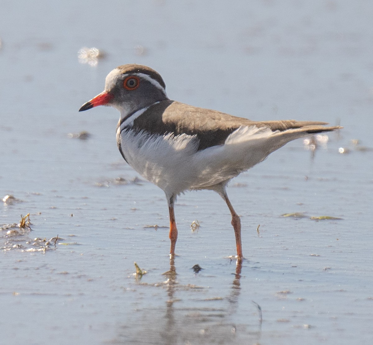 Three-banded Plover - ML620979722