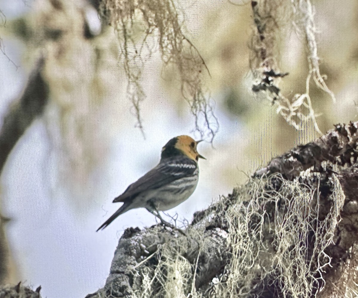 Hermit Warbler - ML620979740