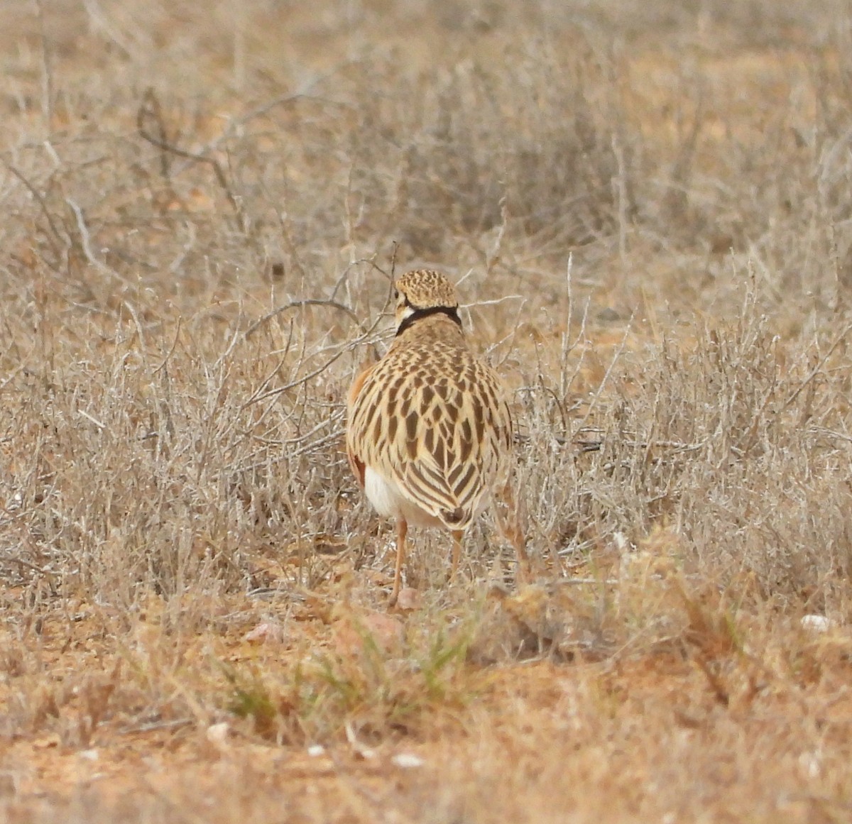 Inland Dotterel - ML620979747