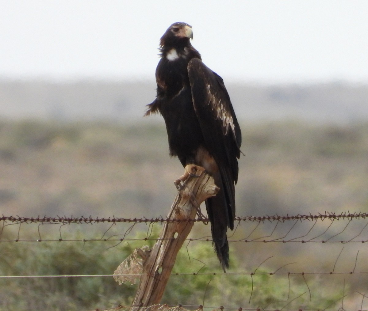 Wedge-tailed Eagle - ML620979752