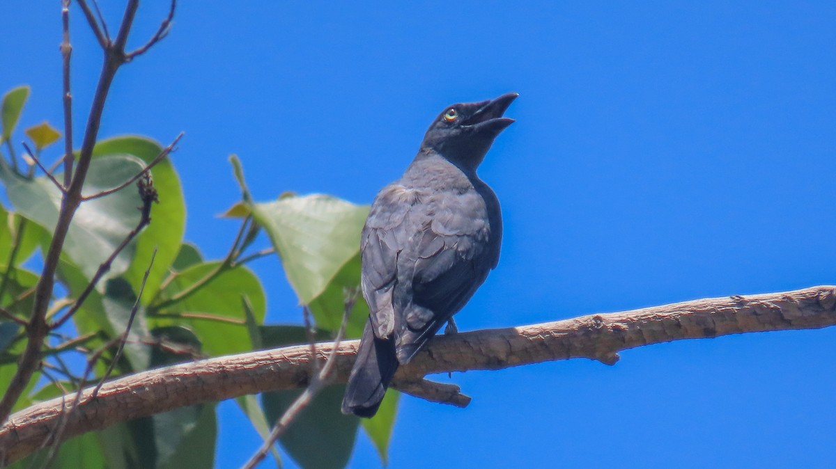 Bar-bellied Cuckooshrike - ML620979754