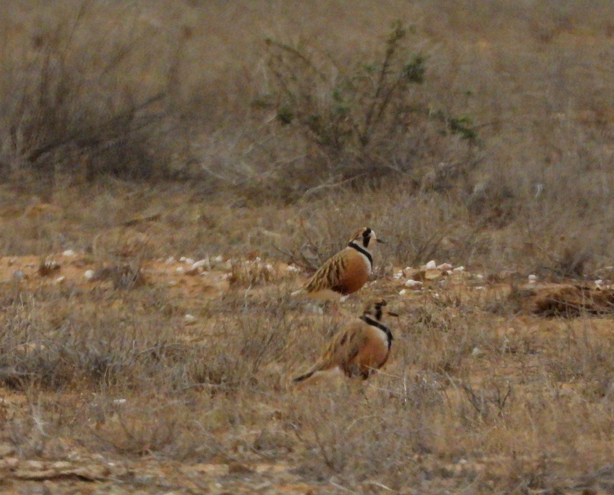 Inland Dotterel - ML620979756