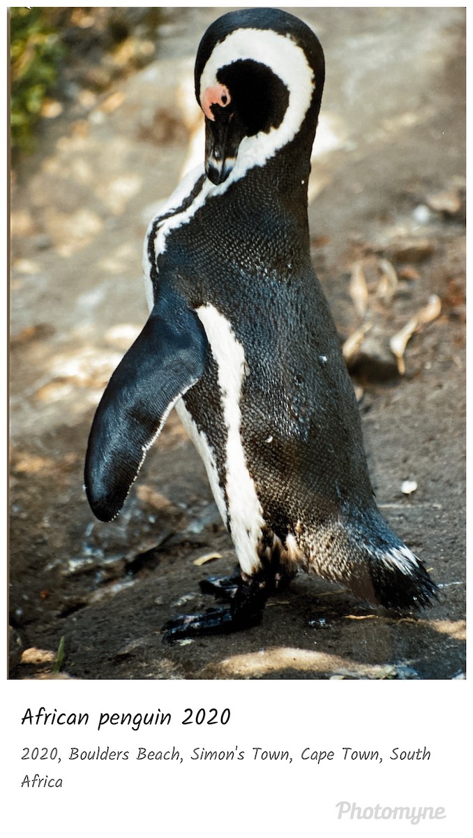 Очковый пингвин - ML620979761