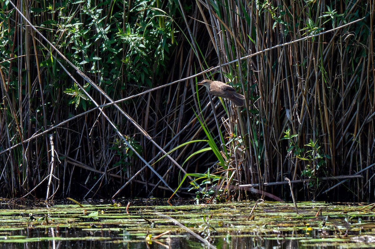 Great Reed Warbler - Andrej Tabak