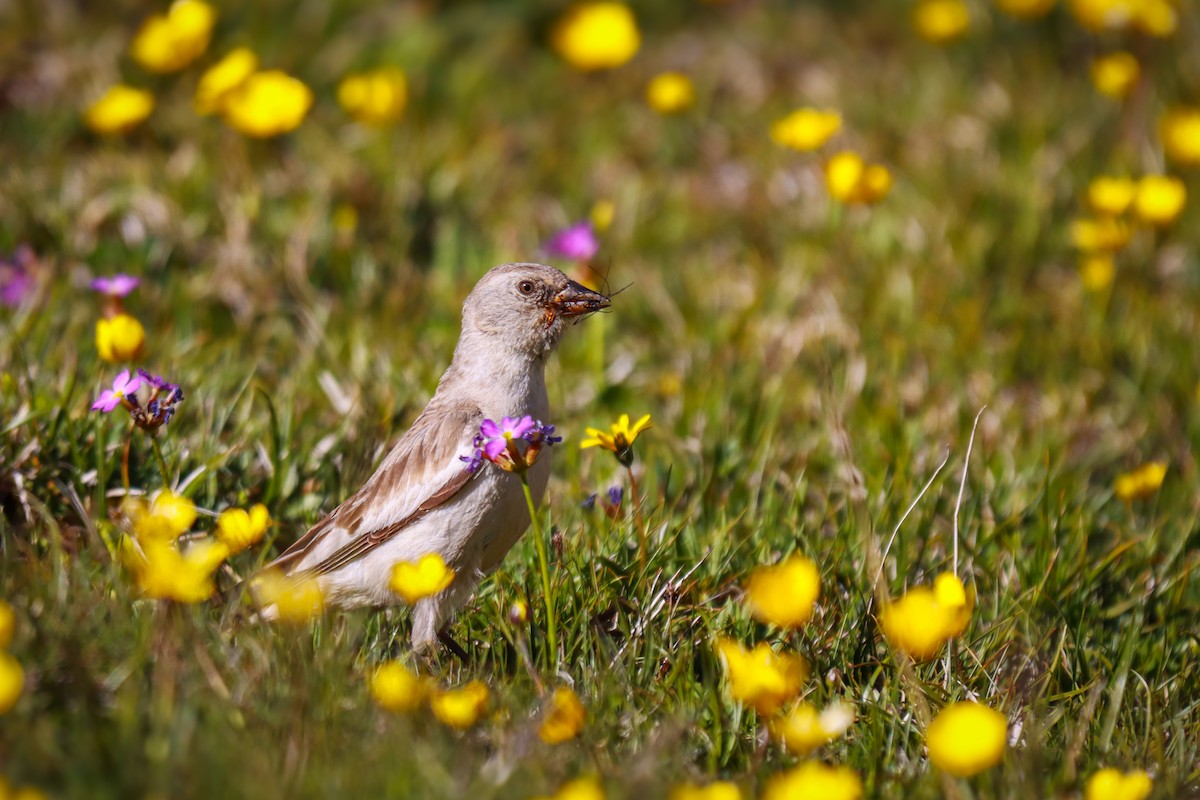 White-winged Snowfinch - Ömer Kilit