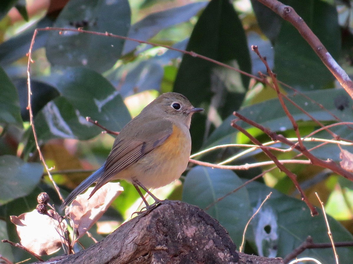 Red-flanked Bluetail - ML620979791