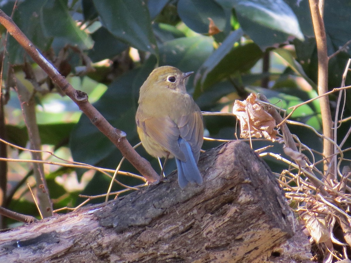 Red-flanked Bluetail - ML620979794