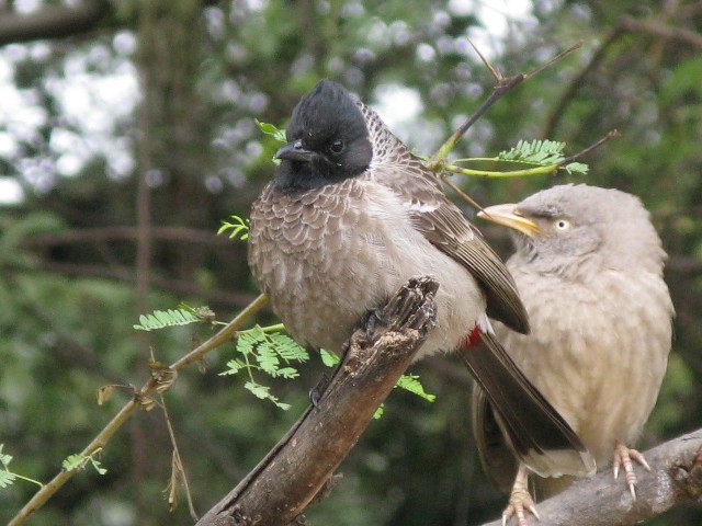 Red-vented Bulbul - ML620979805