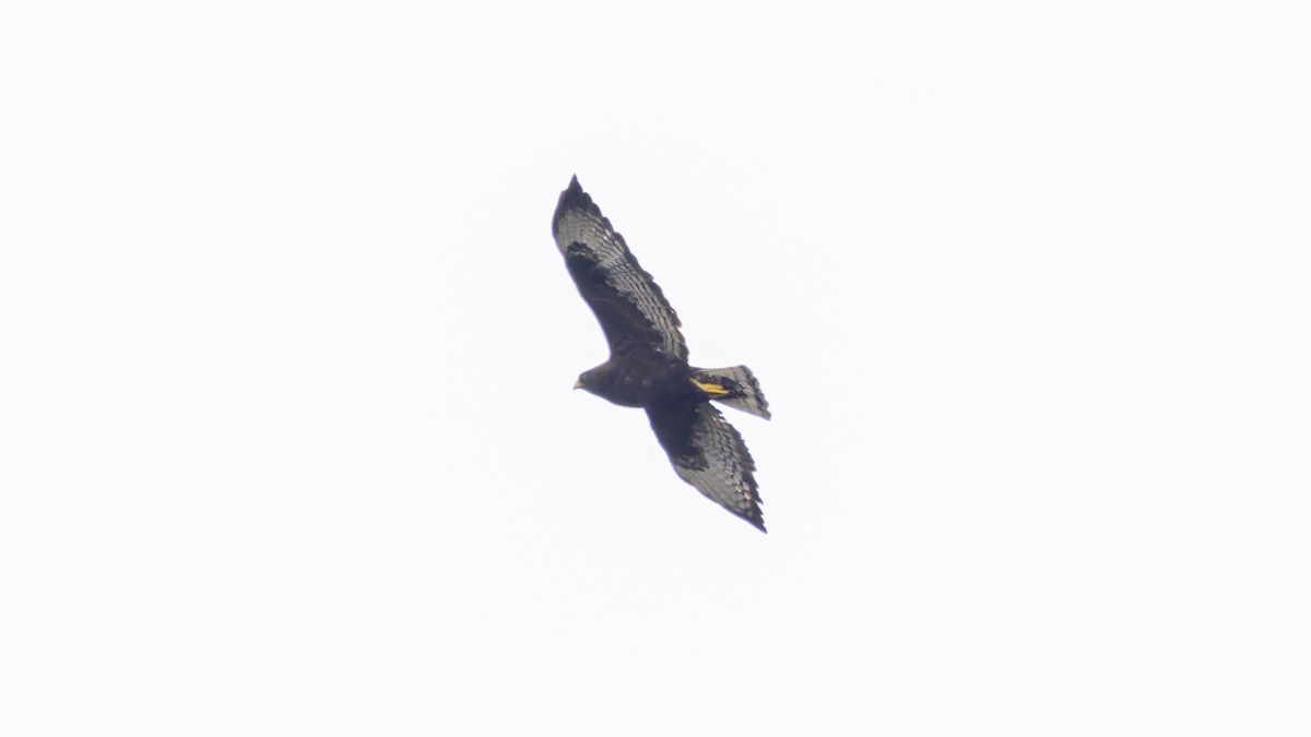 Zone-tailed Hawk - ML620979835
