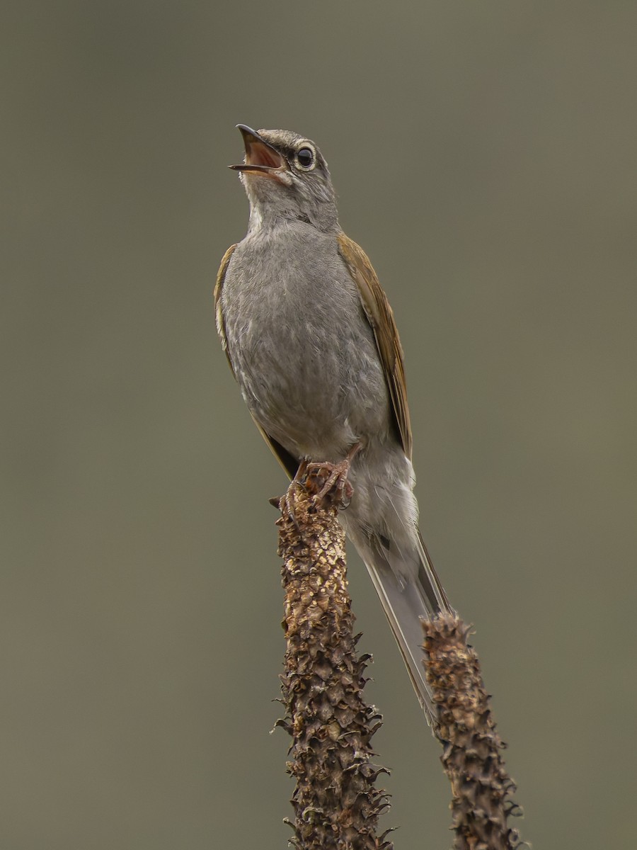 Brown-backed Solitaire - ML620979846