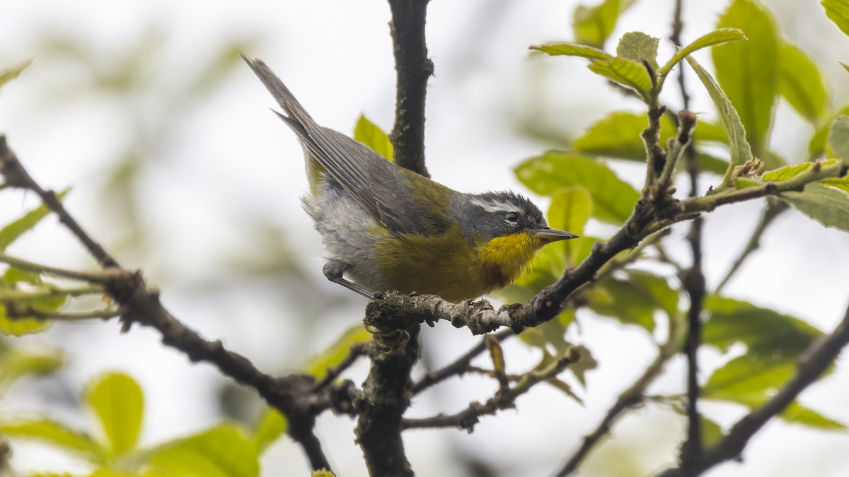 Crescent-chested Warbler - ML620979852