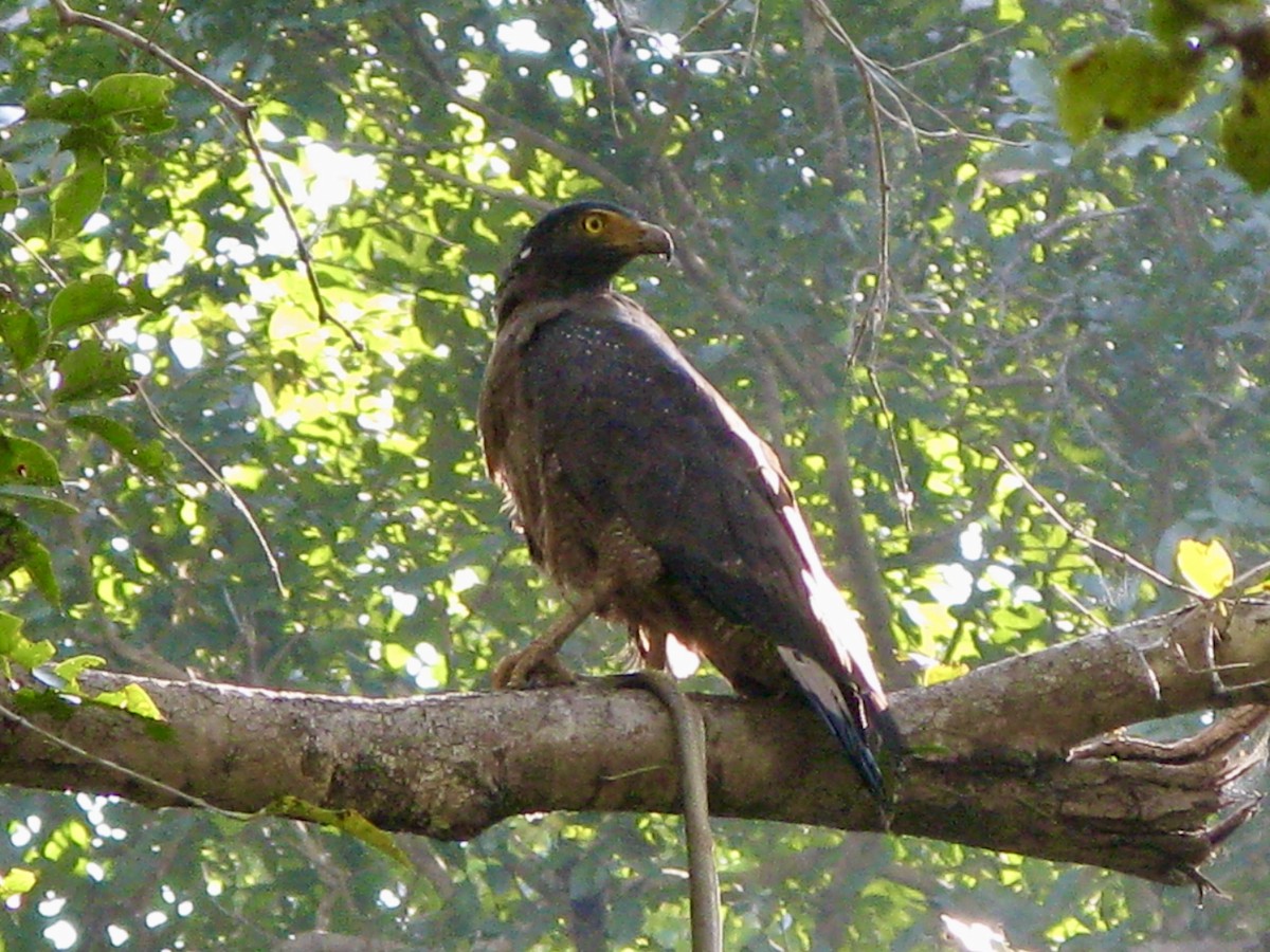 Crested Serpent-Eagle - ML620979865