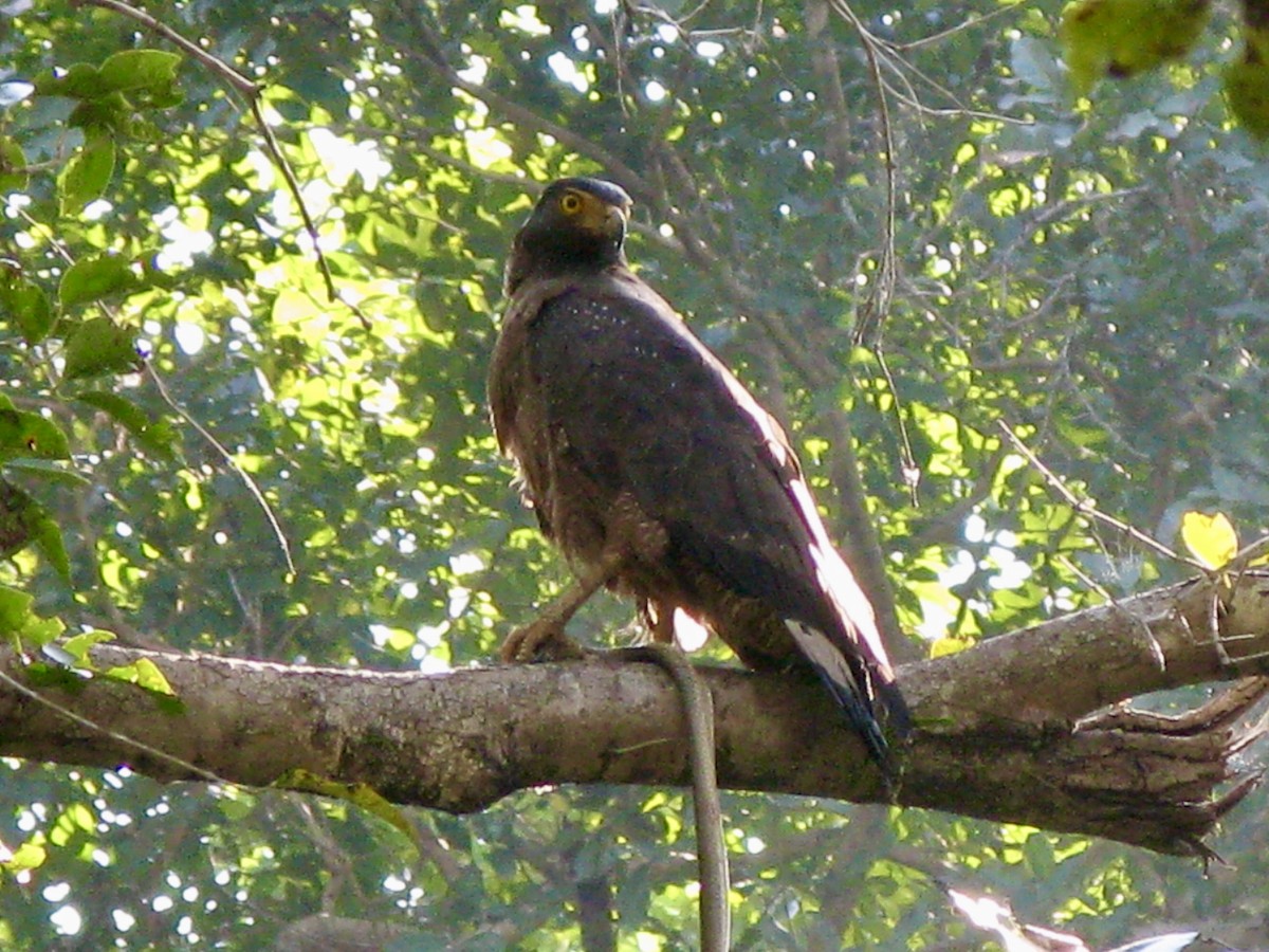 Crested Serpent-Eagle - ML620979866