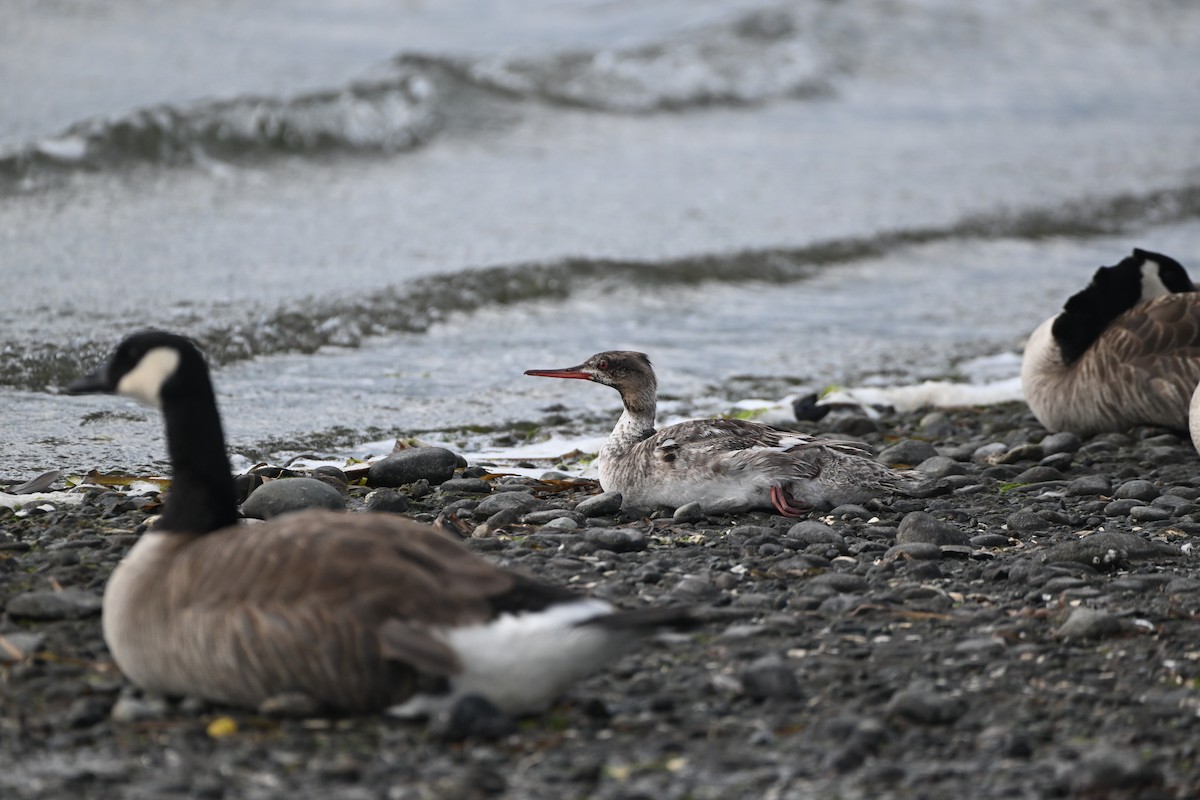 Common Merganser - ML620979867